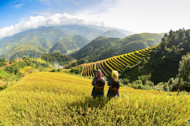 Reise Vietnam: Reisfelder 