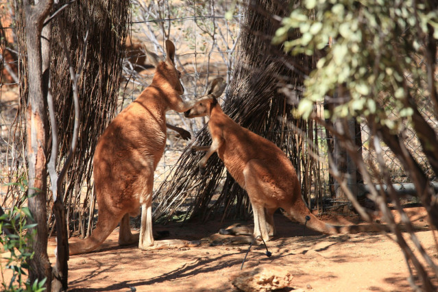 Australien Reise - Kängurus