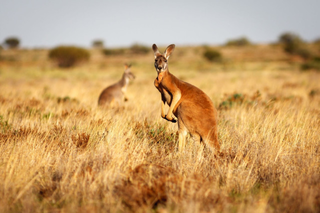 Reise Australien - Kängurus