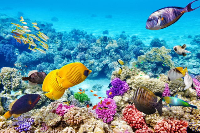 Australien Neuseeland Reise - Great Barrier Reef