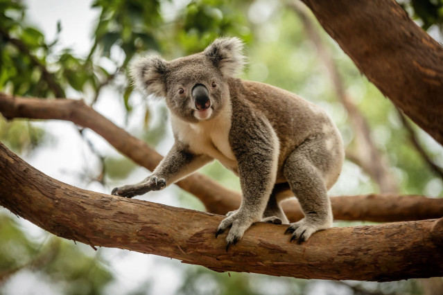 Australien Reise - Koalabär