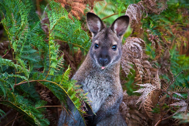 Australien Reise - Wallaby