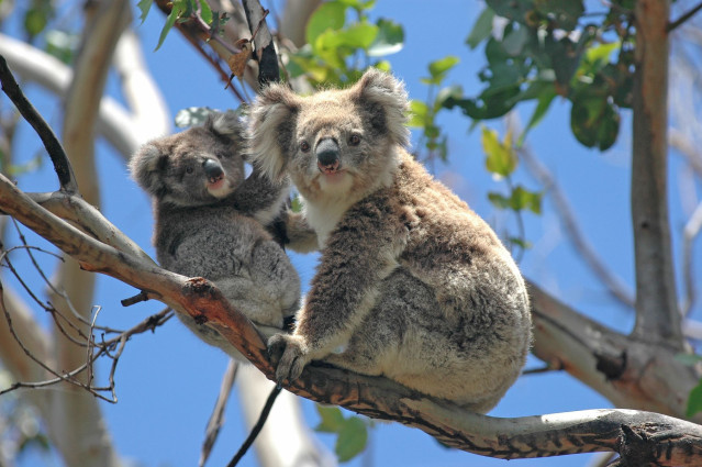 Australien Reise - Koalabären 
