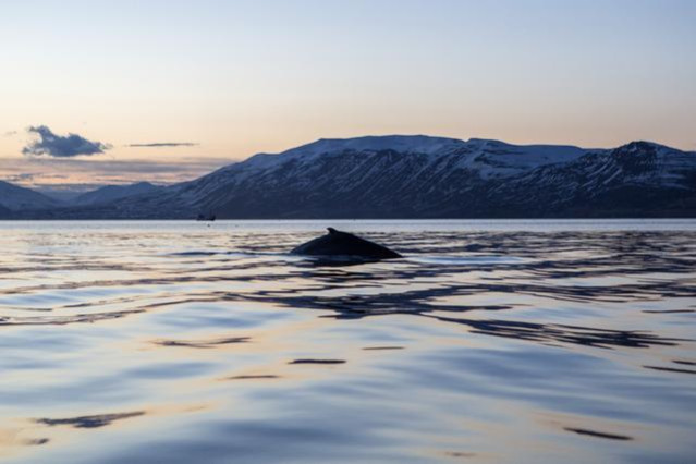 Iceland Akureyri Whale Ocean Sunset
