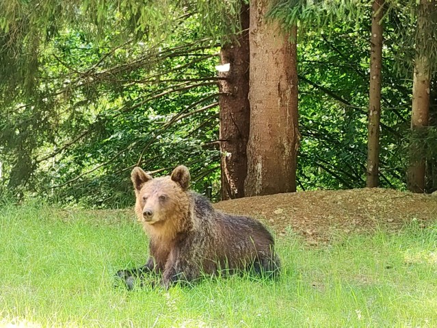 Rumänien Reise - Braunbär