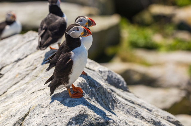 Kanada Reise: Puffins