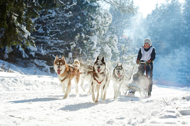 Kanada Reise: Husky Schlittenfahrt 