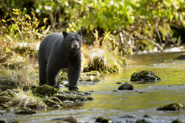 Kanada Reise: Tierbeobachtung Kanada