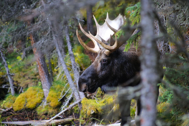 Reise Kanada: Tiere beobachten