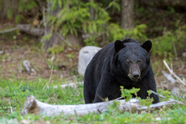 Reise Kanada: Schwarzbär