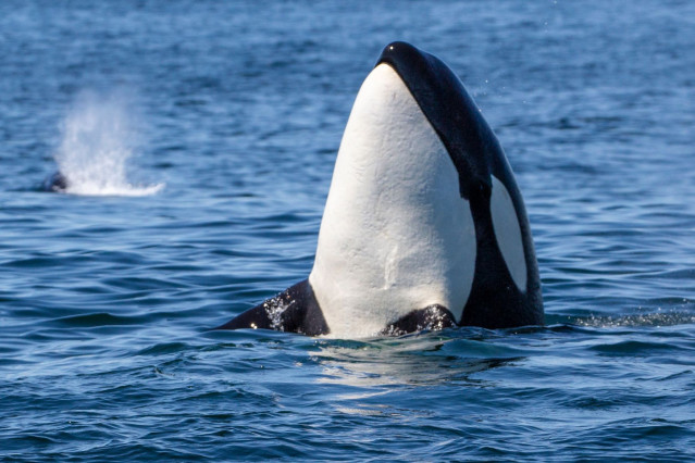 Kanada Reise: Walbeobachtung von Orcas in Victoria