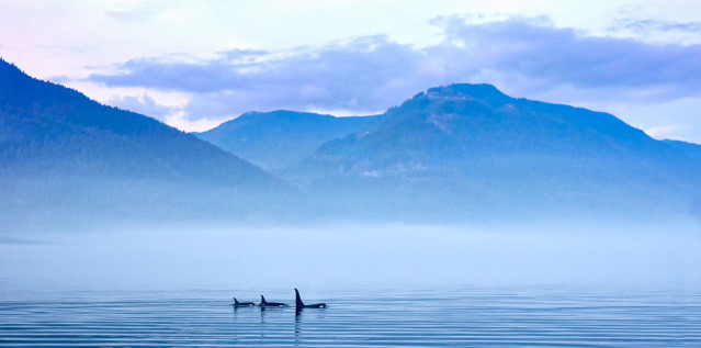 Kanada Reise: Whale Watching Vancouver Island