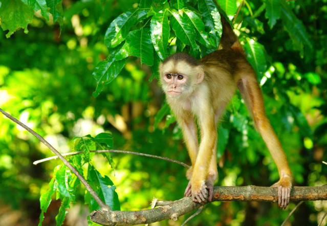 Brasilien Reise: Affe