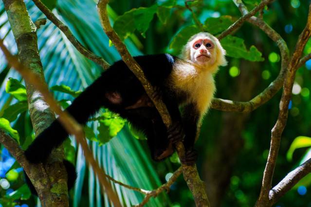 Costa Rica Rundreise 