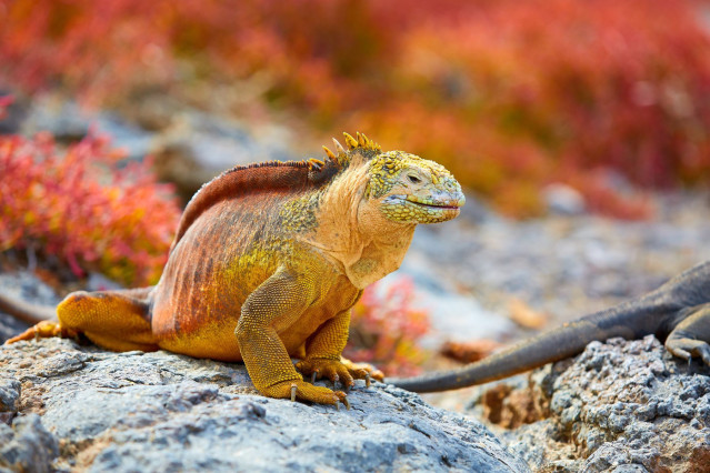 Ecuador Reise - Inselhüpfen auf den Galápagos Inseln