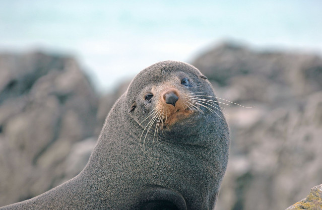 Australien Neuseeland Reise - Seelöwe