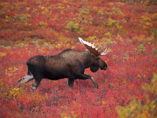 USA Alaska Denali Nationalpark