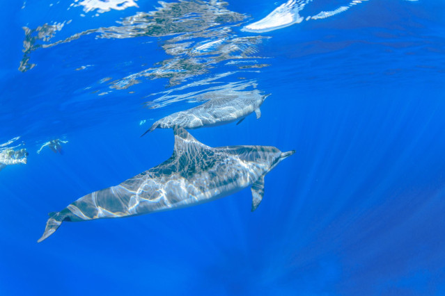 USA Reise Hawaii