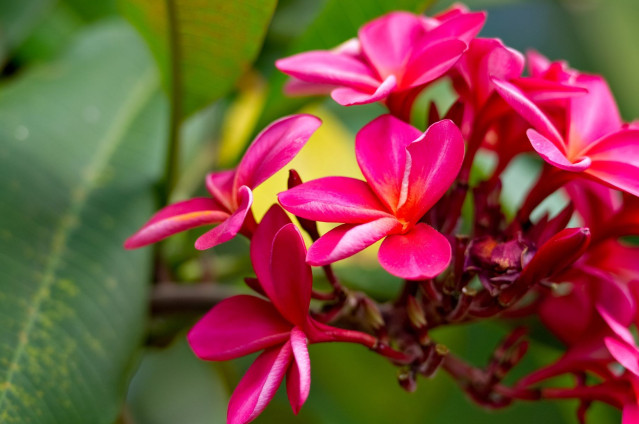 Reise Hawaii Blumen