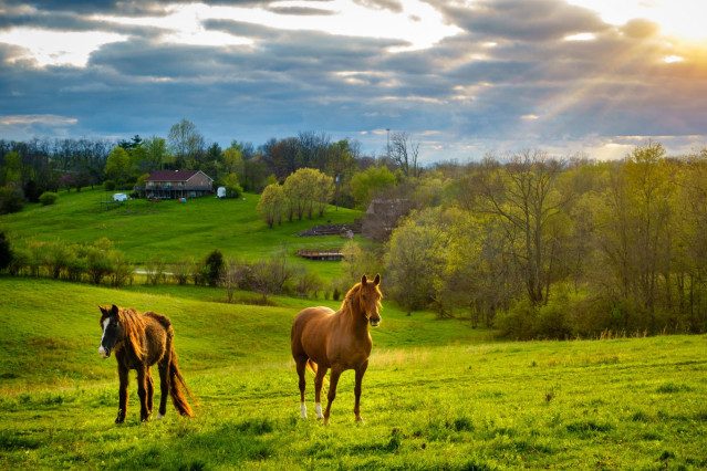 USA Reise Südstaaten Farm