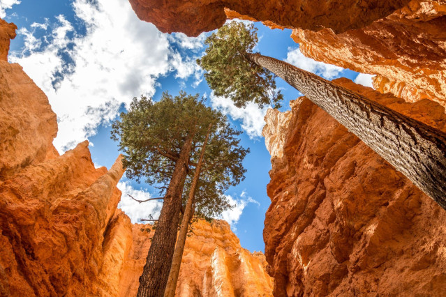 USA Reise Westen: Bryce Canyon