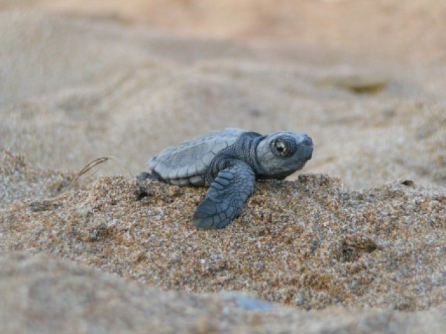 Sea Turtle Conservancy Tortuguero