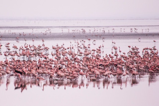 Flamigos am Wasser im Manyara Lake Nationalpark