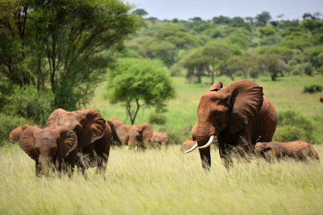 Elefanten Herde im Tarangire Nationalpark