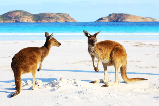 Australien Reise - Kängurus Australien Reise - Kängurus