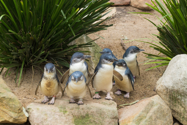 Australien Reise - Phillip Island