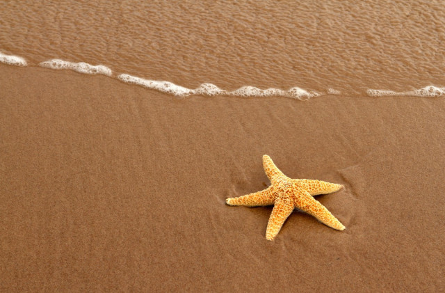 Seestern im Sand