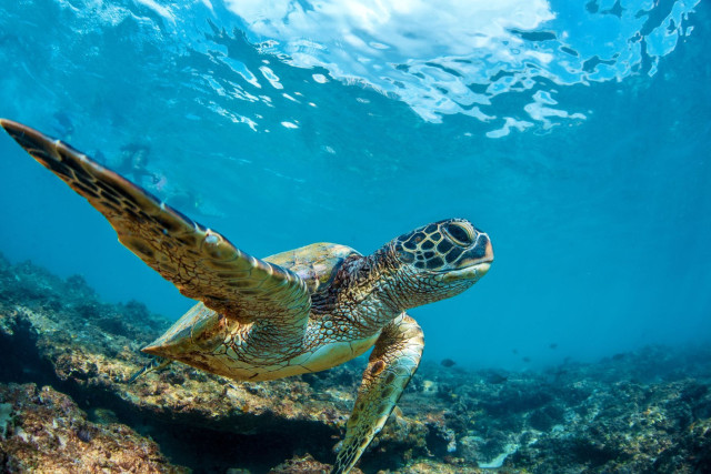 Schildkröte auf Maui