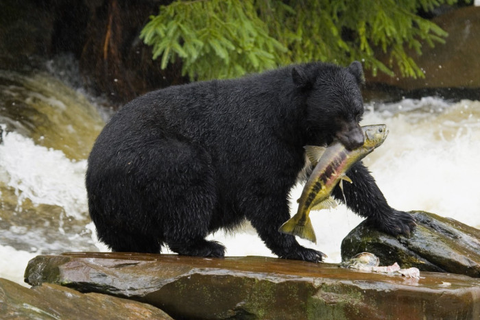 Foto aus Kanada: Kanada Wildnis 