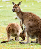 Australien Reisen - South Australia