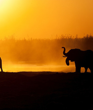 Reisebild - Elefanten Chobe