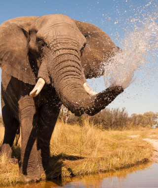 Reisebild - Elefant