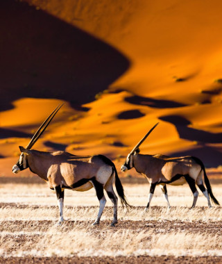 Reisebild - Dünen Sossusvlei