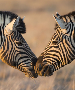 Reisebild - Reise Nambia Zebras