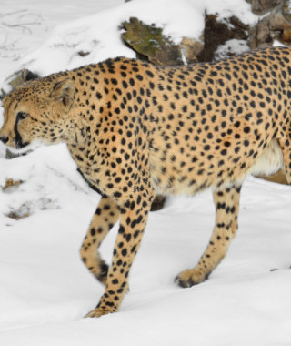 Reisebild - Gepard im Schnee