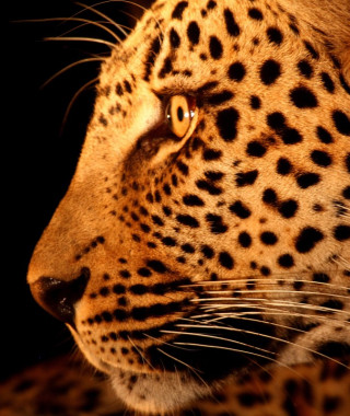 Reisebild - Leopard im Sabi Sands Reserve