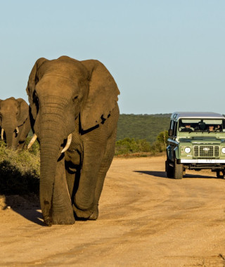Reisebild - Südafrika Safaritour