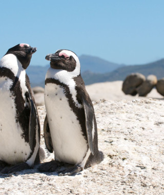 Reisebild - Südafrika Reise: Privatreise - Land, Kultur & Menschen 
