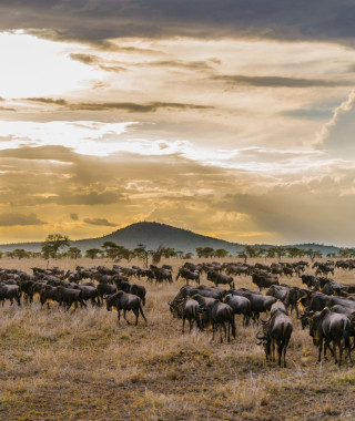 Reisebild - Tansania und Südafrika Reise: Zugreise - Mit Rovos Rail quer durch Afrika