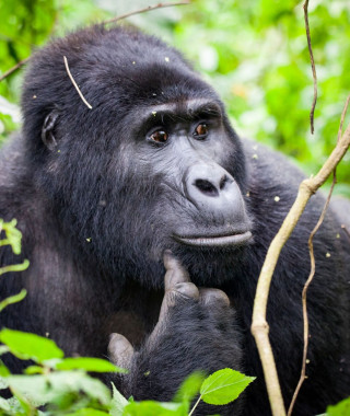 Reisebild - Gorilla Tracking Uganda