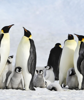 Reisebild - Antarktis-pinguine