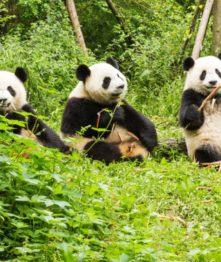 Reisebild - Pandas