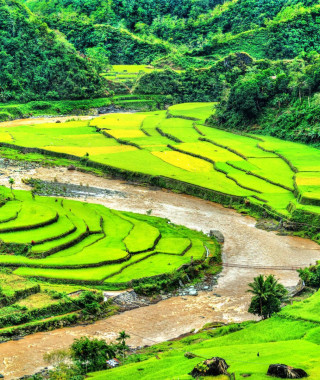 Reisebild - Reisterrassen auf Luzon