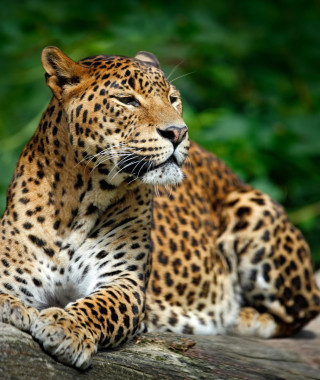 Reisebild - Sri Lanka Reise: Leopard