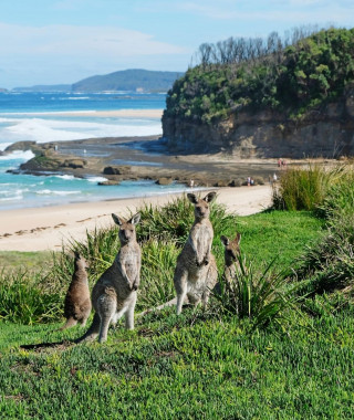 Reisebild - Australien Reise - Kängurus Pretty Beach