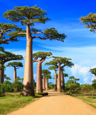Reisebild - Baobab-Allee